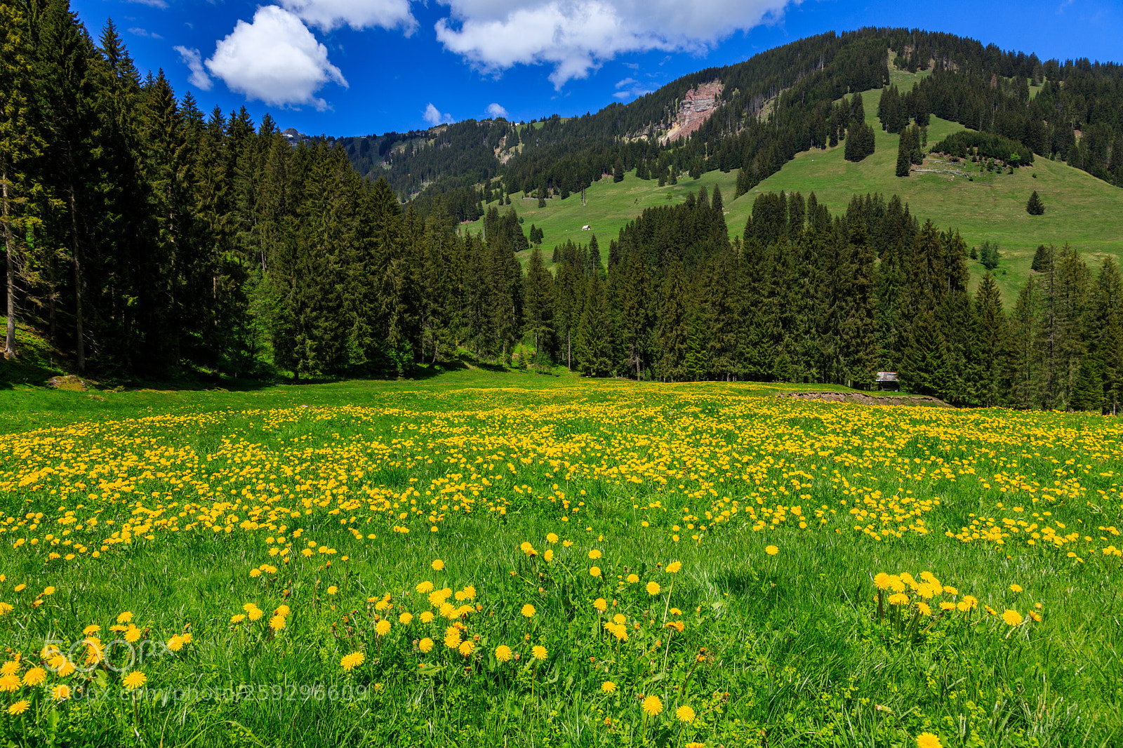 Canon EOS 6D Mark II sample photo. Spring in the swiss photography