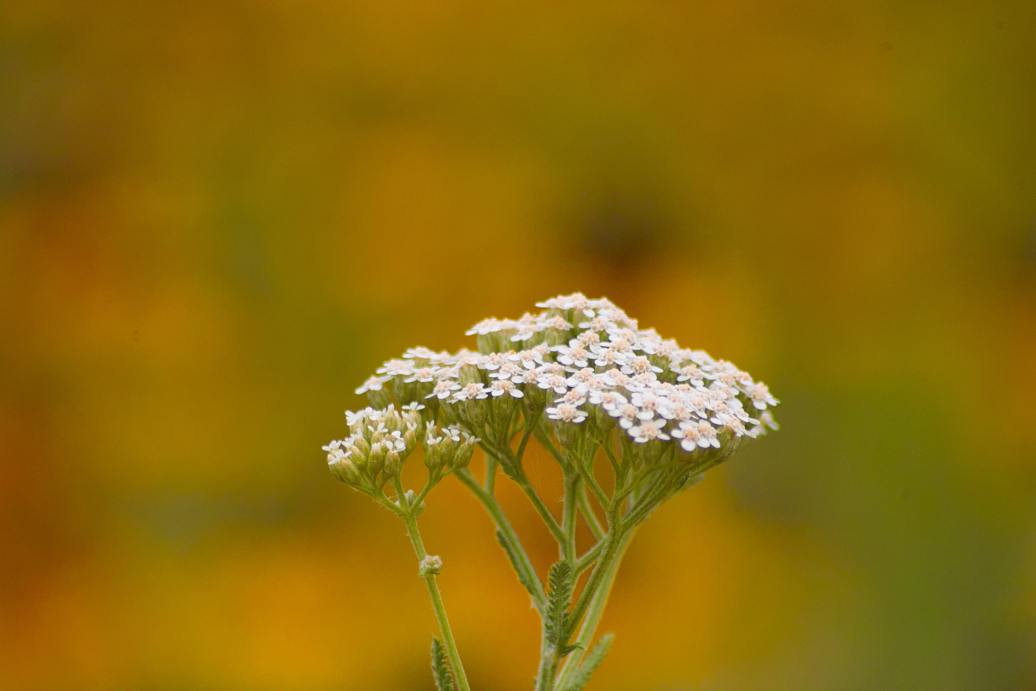 Sigma SD14 sample photo. A natural bouquet photography