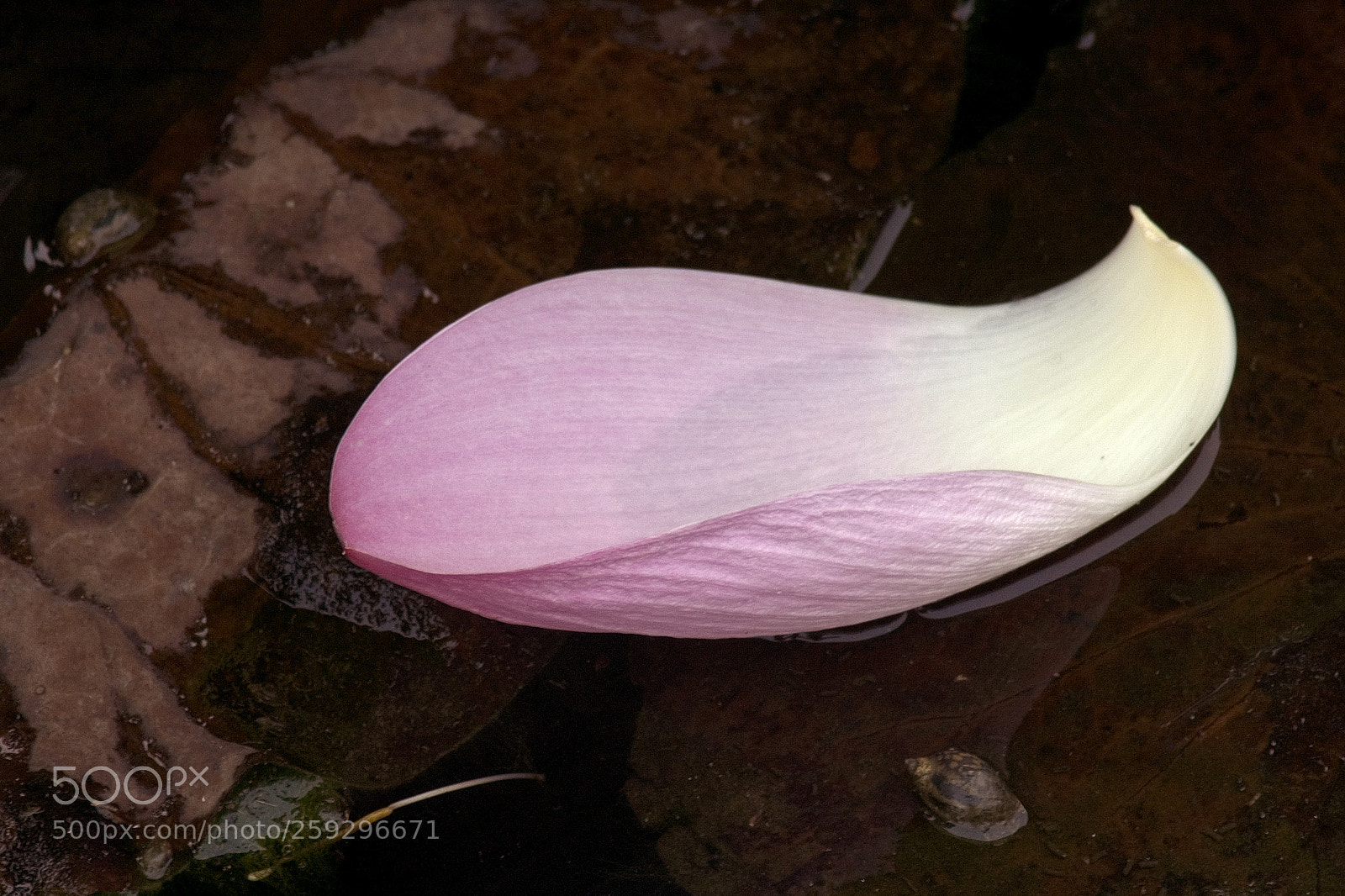Nikon D70 sample photo. Lotus photography