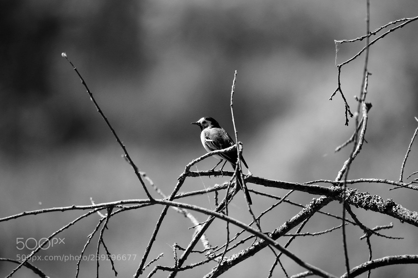 Canon EOS 6D sample photo. Untitled photography