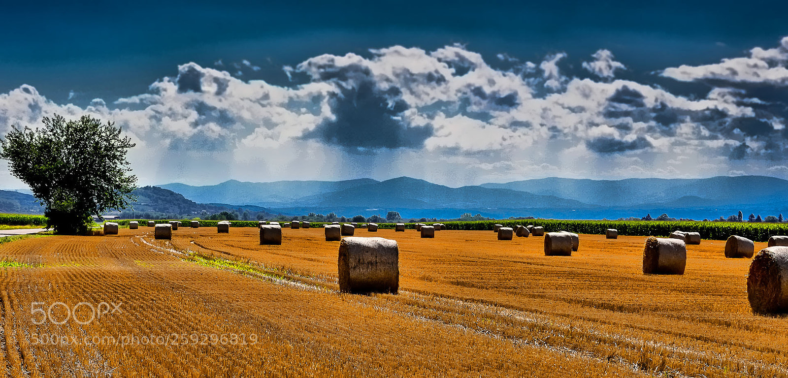 Nikon D610 sample photo. Harvest photography
