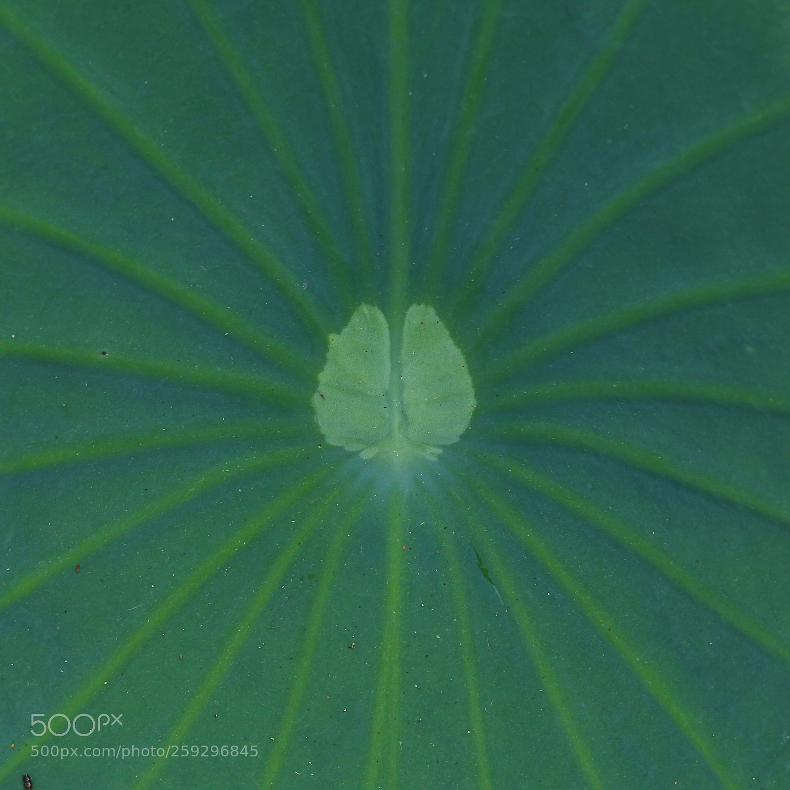Canon EOS 7D Mark II sample photo. Lotus leaf photography