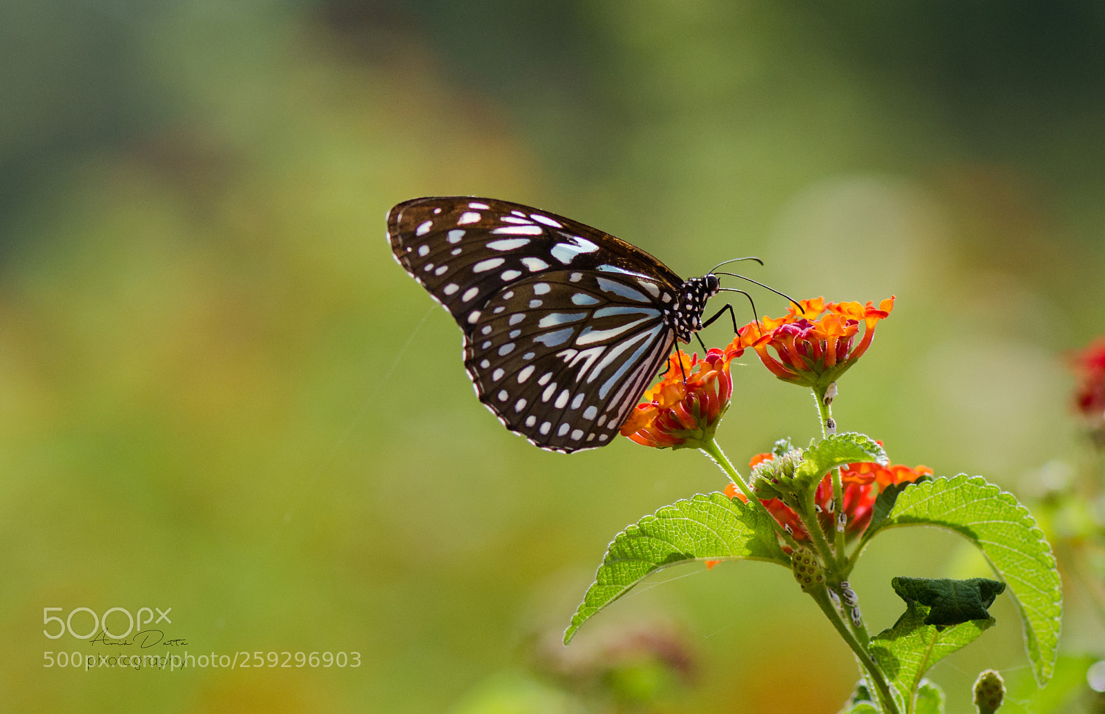 Nikon D5100 sample photo. In search of nectar photography