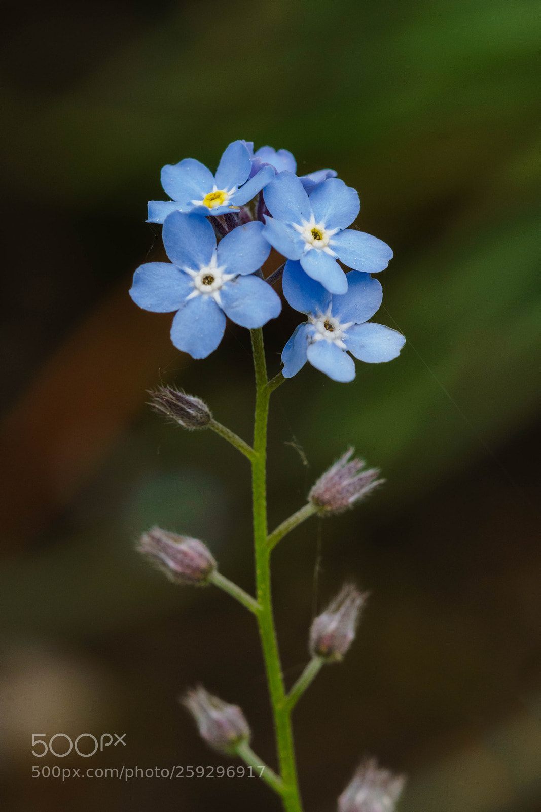 Sony a6300 sample photo. Forget-me-not photography