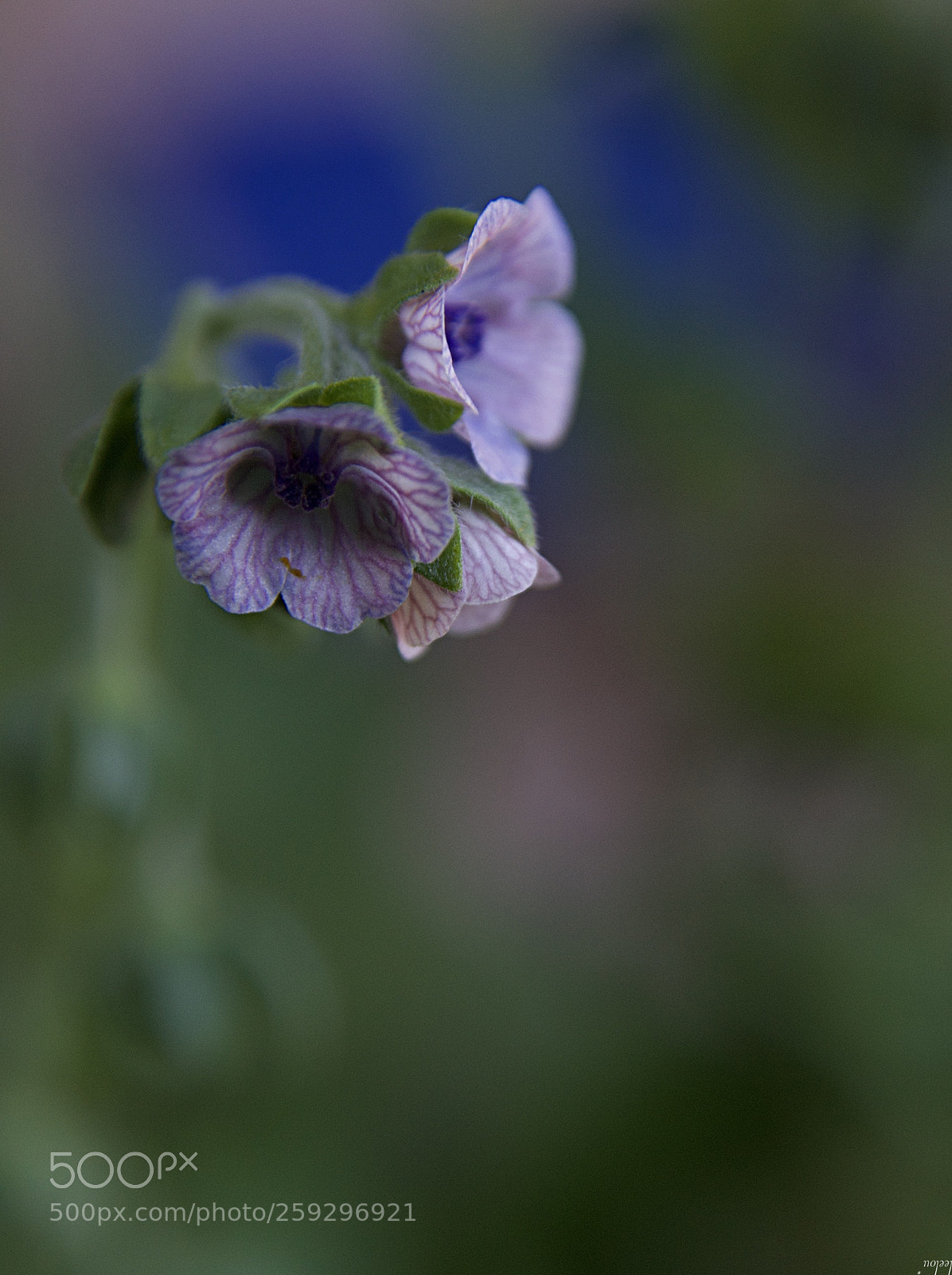 Nikon D3100 sample photo. Beaut s cach es photography