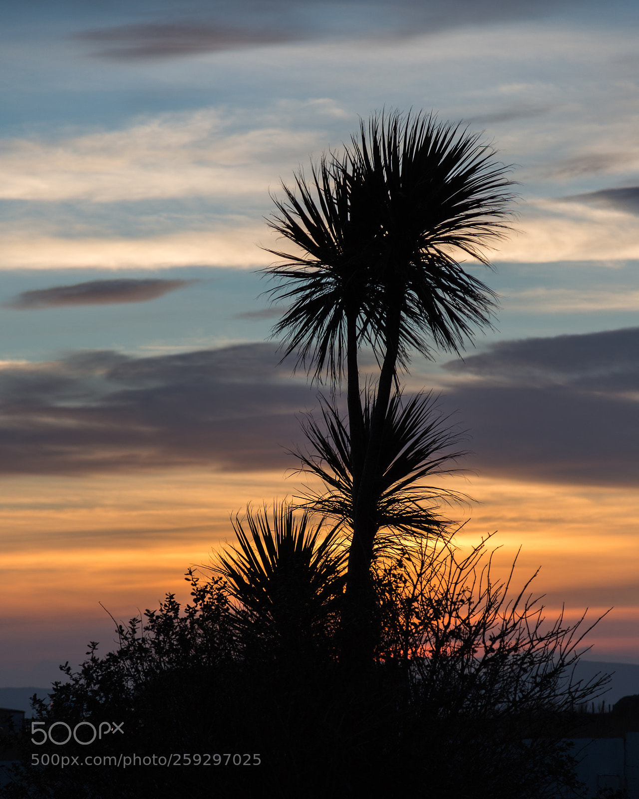 Canon EOS 6D sample photo. Uig palm photography