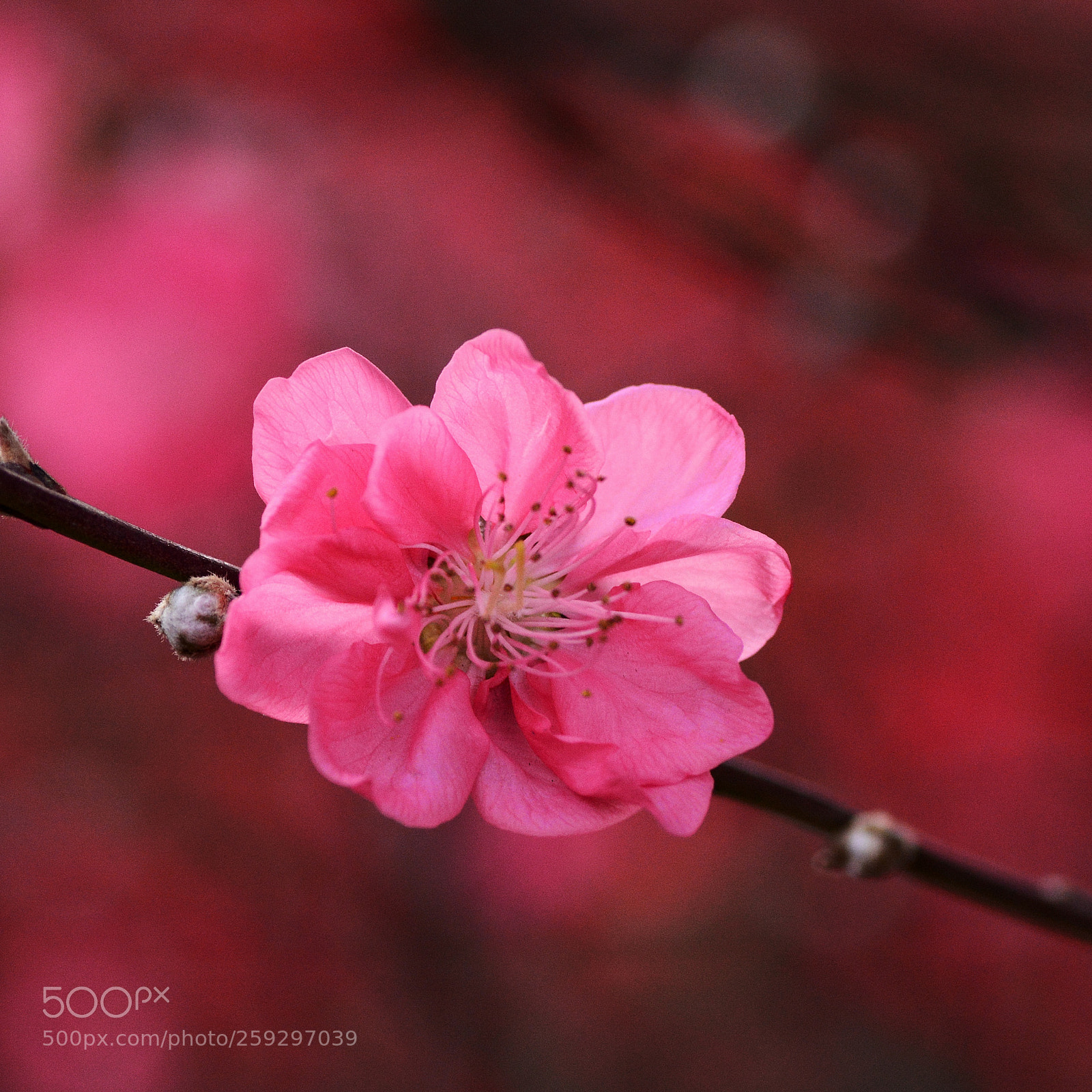 Nikon D7100 sample photo. Untitled photography