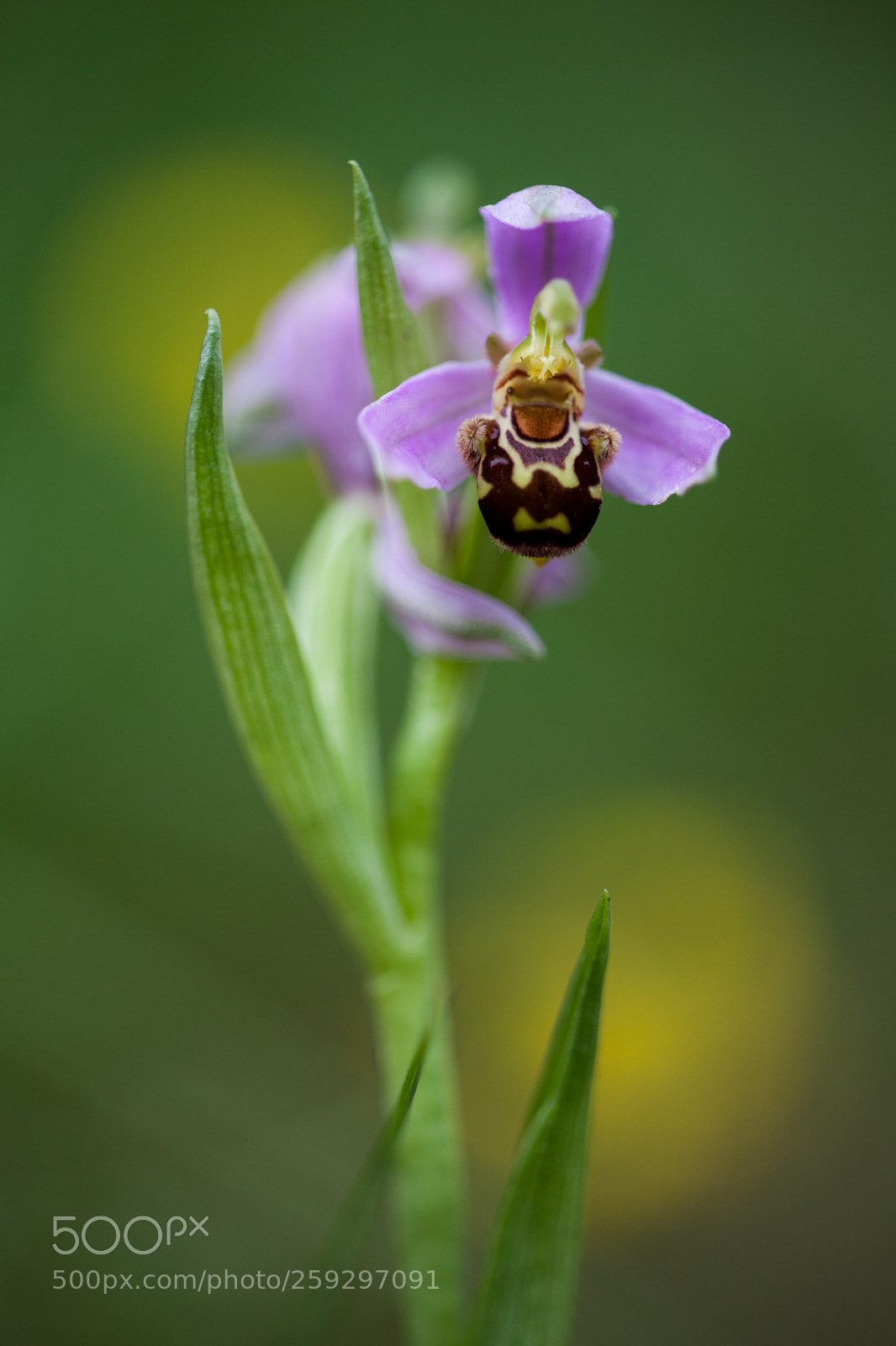 Canon EOS 5D Mark II sample photo. Bee orchid photography