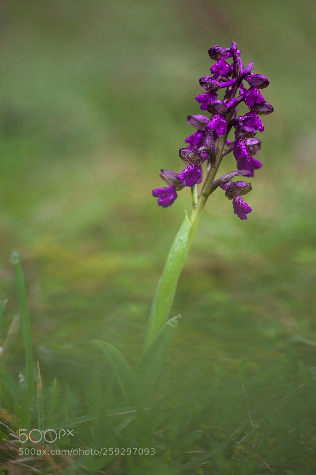 Canon EOS 5D Mark II sample photo. Orchis minor photography