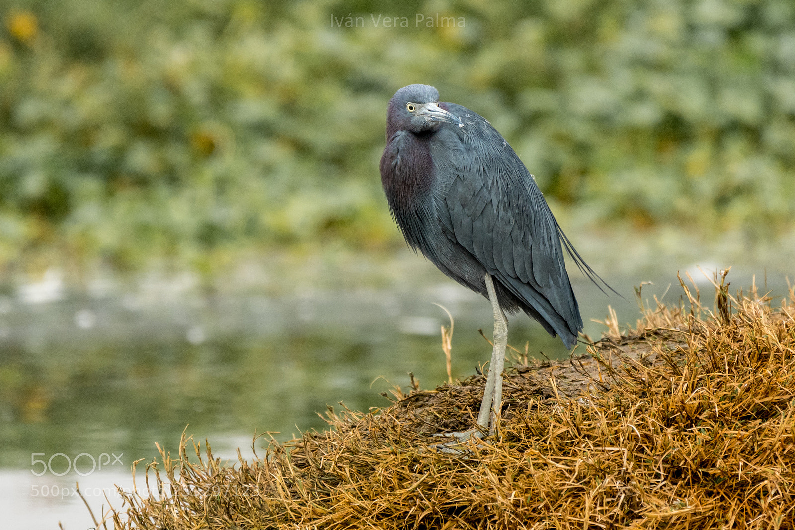 Nikon D500 sample photo. Blue heron photography