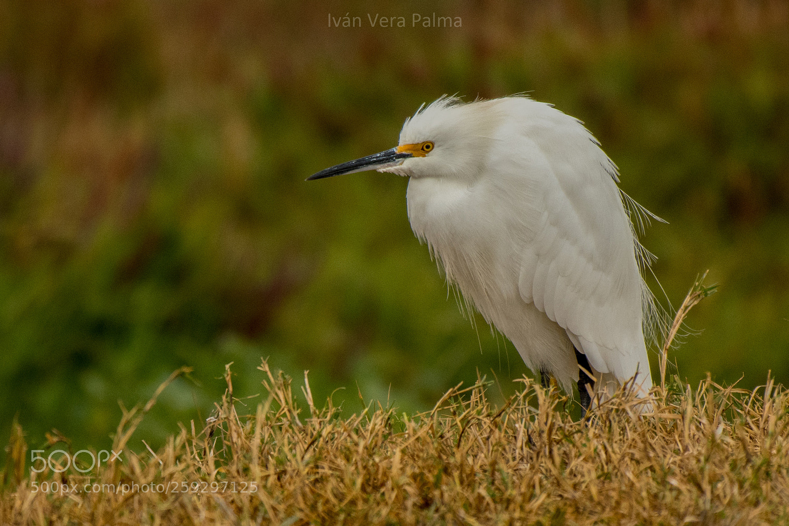 Nikon D500 sample photo. Cattle egret photography
