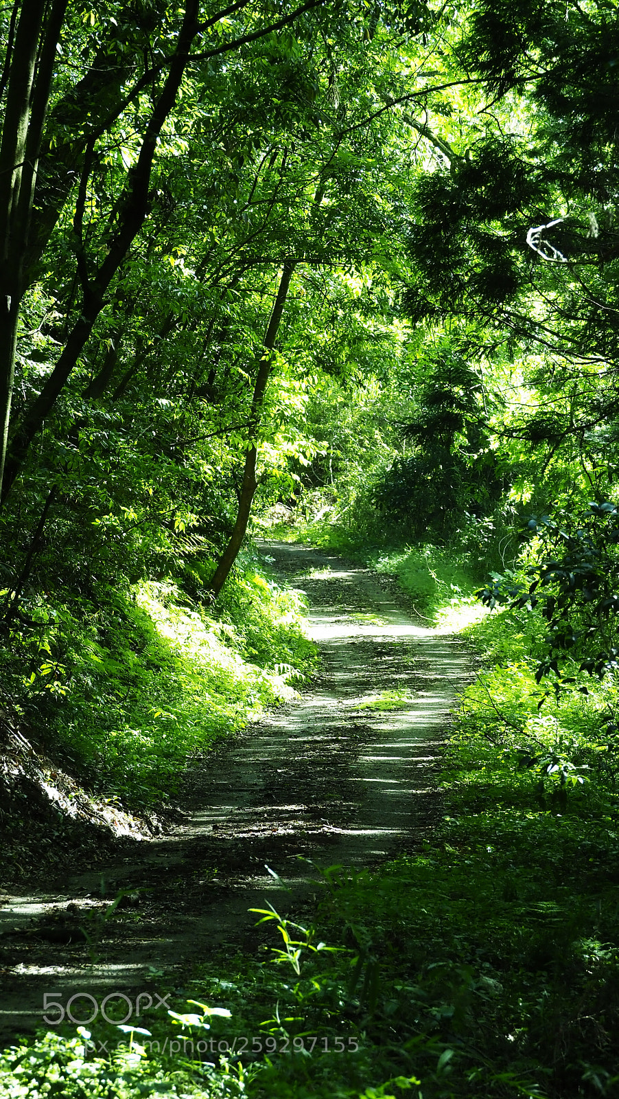 Olympus OM-D E-M1 Mark II sample photo. Country road photography