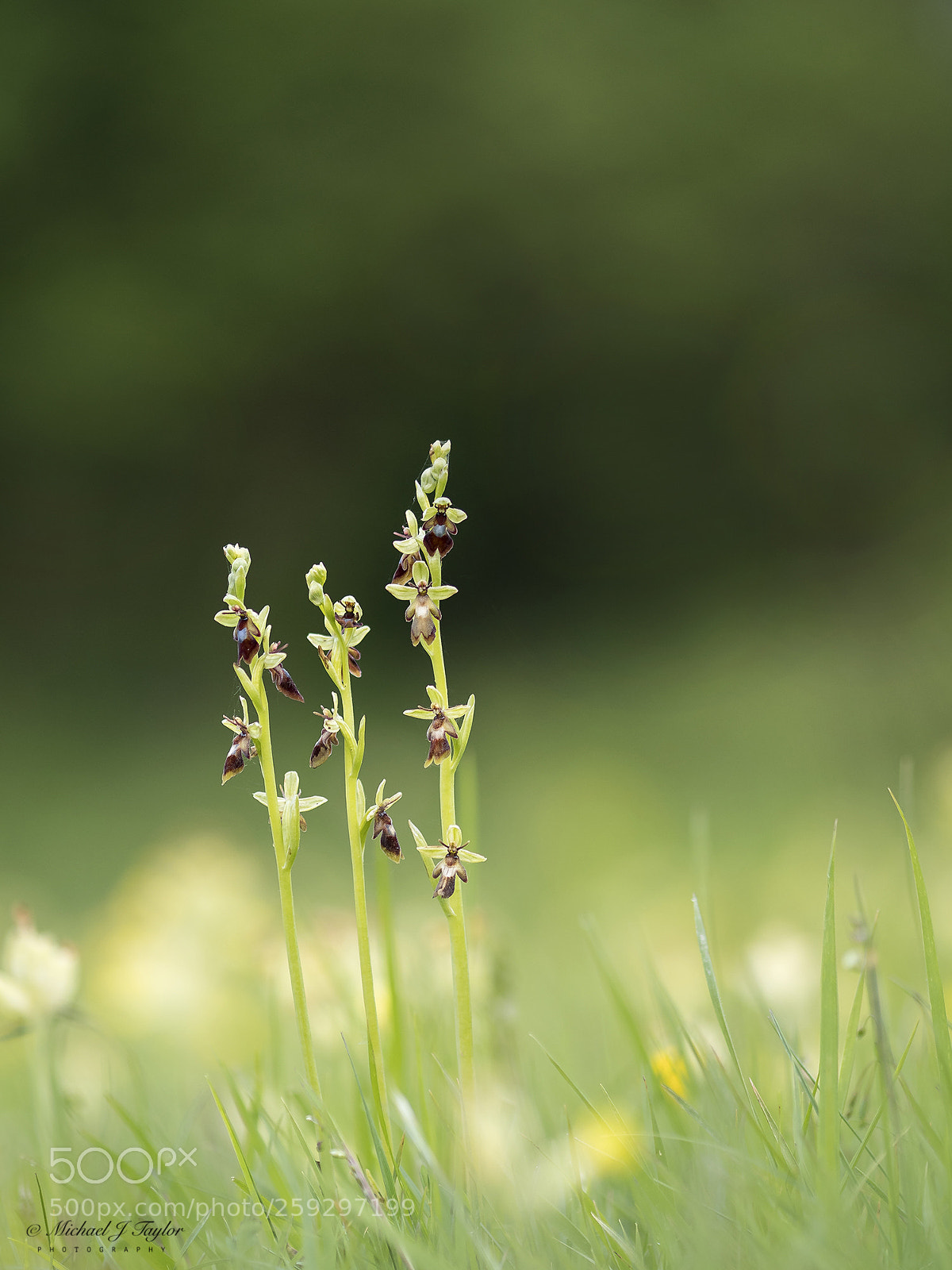 Panasonic Lumix DC-G9 sample photo. Fly orchids... photography