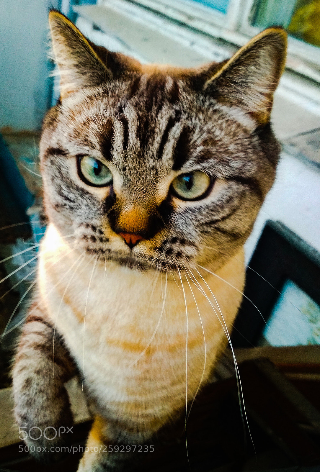 Xiaomi Redmi 4X sample photo. Cat neighbor photography