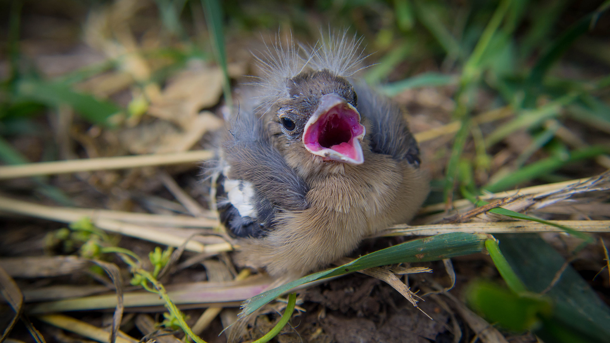 Olympus PEN E-PL6 sample photo. Little bird photography