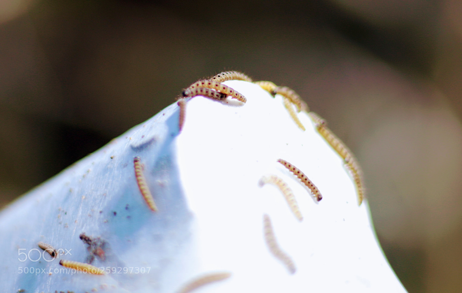 Canon EOS 70D sample photo. Gespinstmottenraupen photography