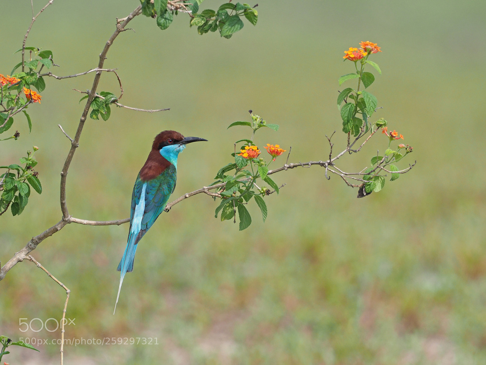 Olympus OM-D E-M1 Mark II sample photo. Blue-throated bee-eater photography
