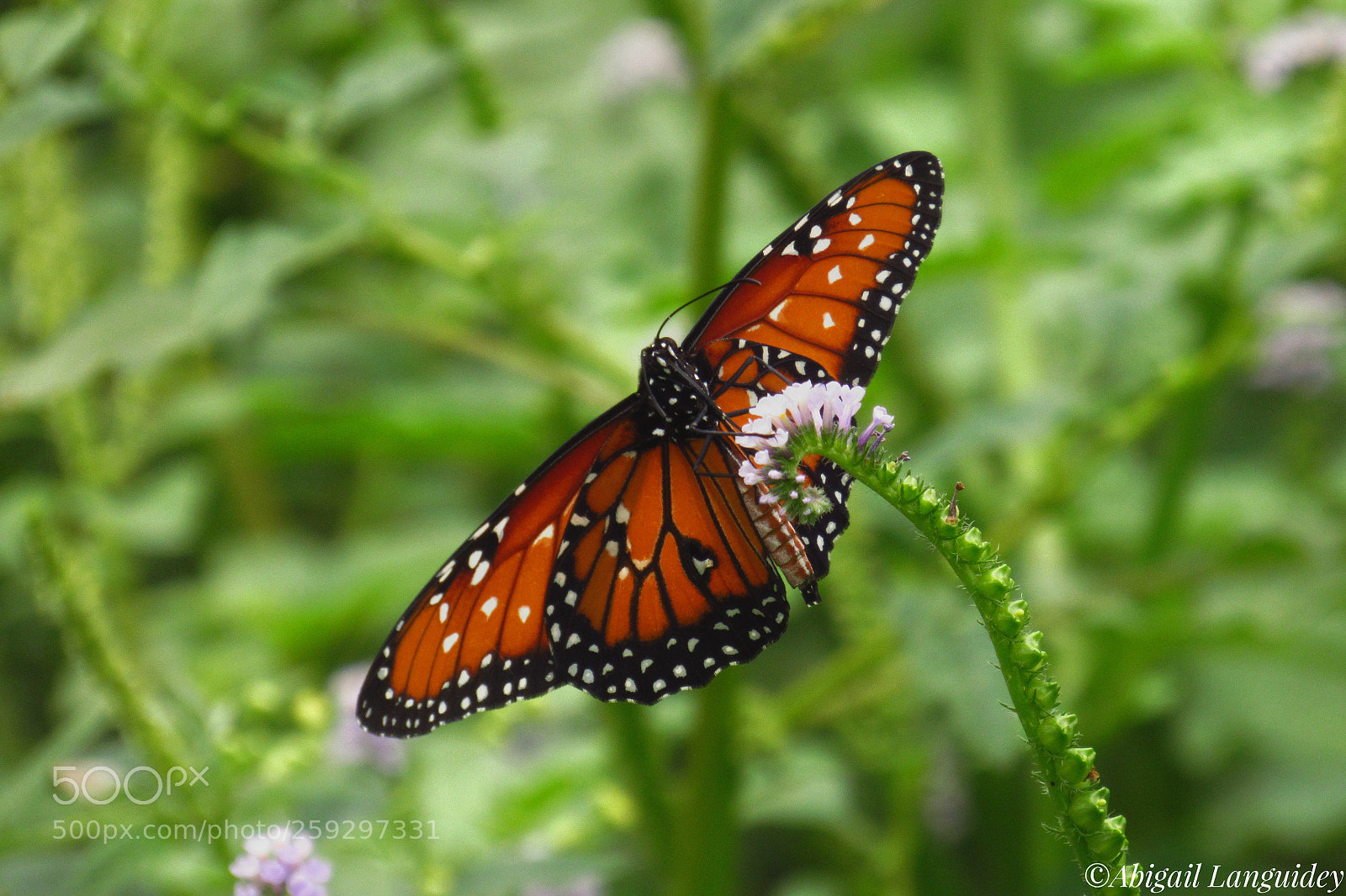 Canon PowerShot SX530 HS sample photo. Mariposa monarca photography