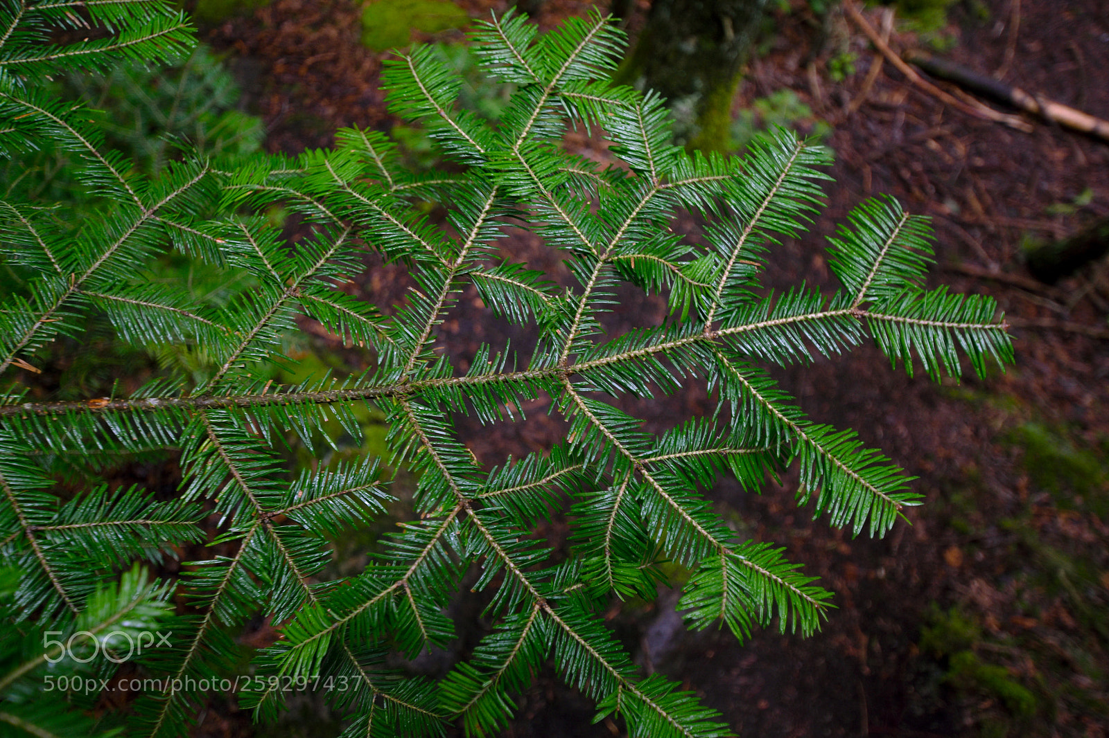 Nikon D3400 sample photo. Evergreen photography