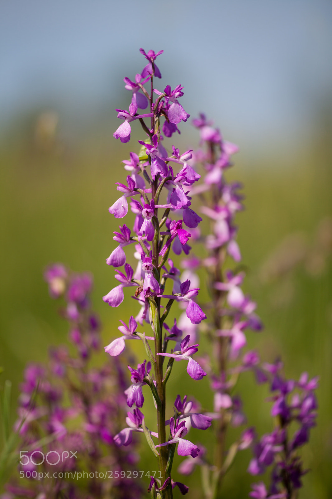 Canon EOS 5D Mark II sample photo. Orchis militaris photography