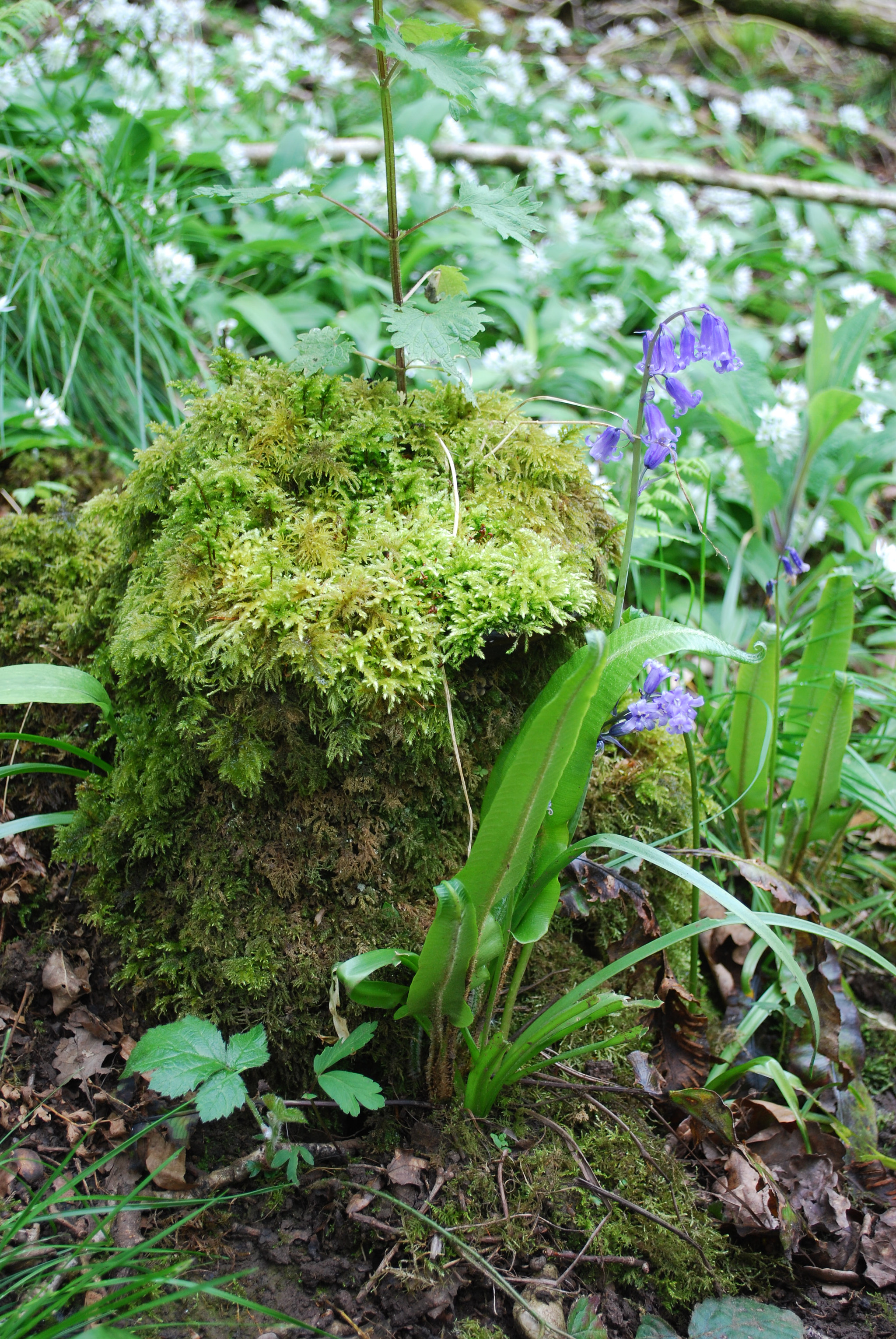 Nikon D60 sample photo. Bluebell hill photography