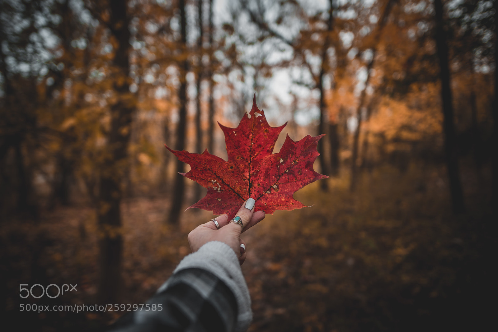 Nikon D750 sample photo. November fourth photography