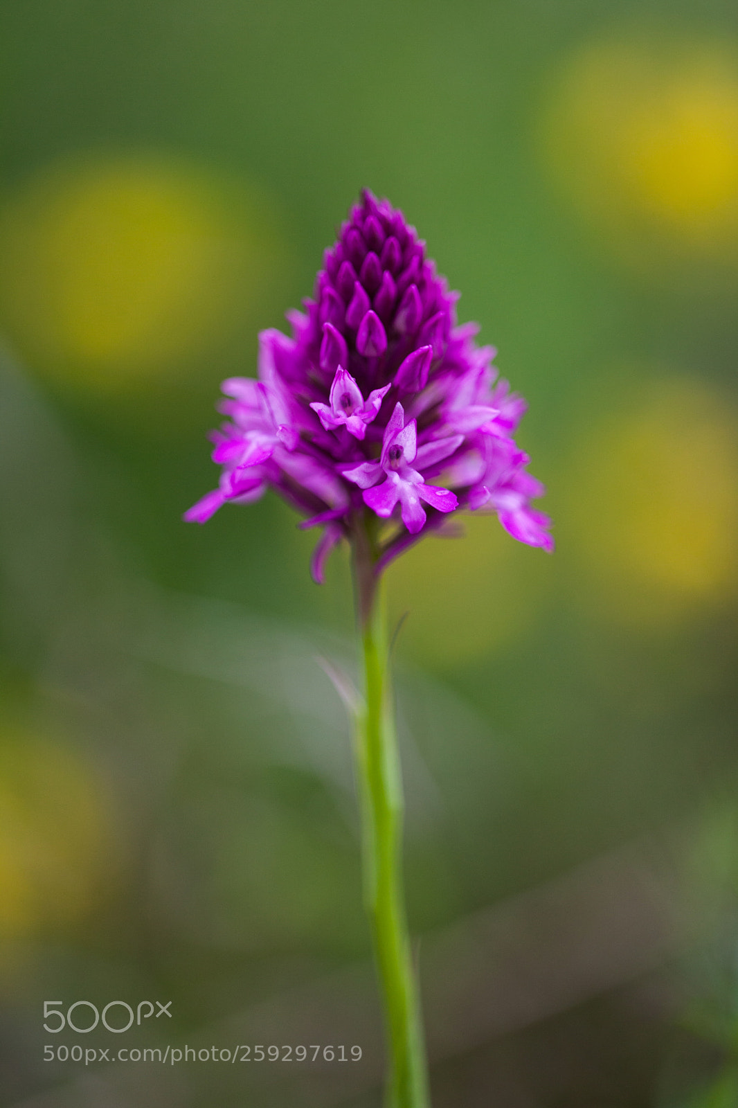 Canon EOS 5D Mark II sample photo. Pyramidal orchid photography