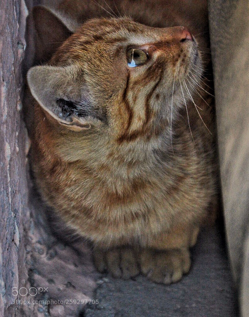 Nikon D3200 sample photo. Eyes  photography