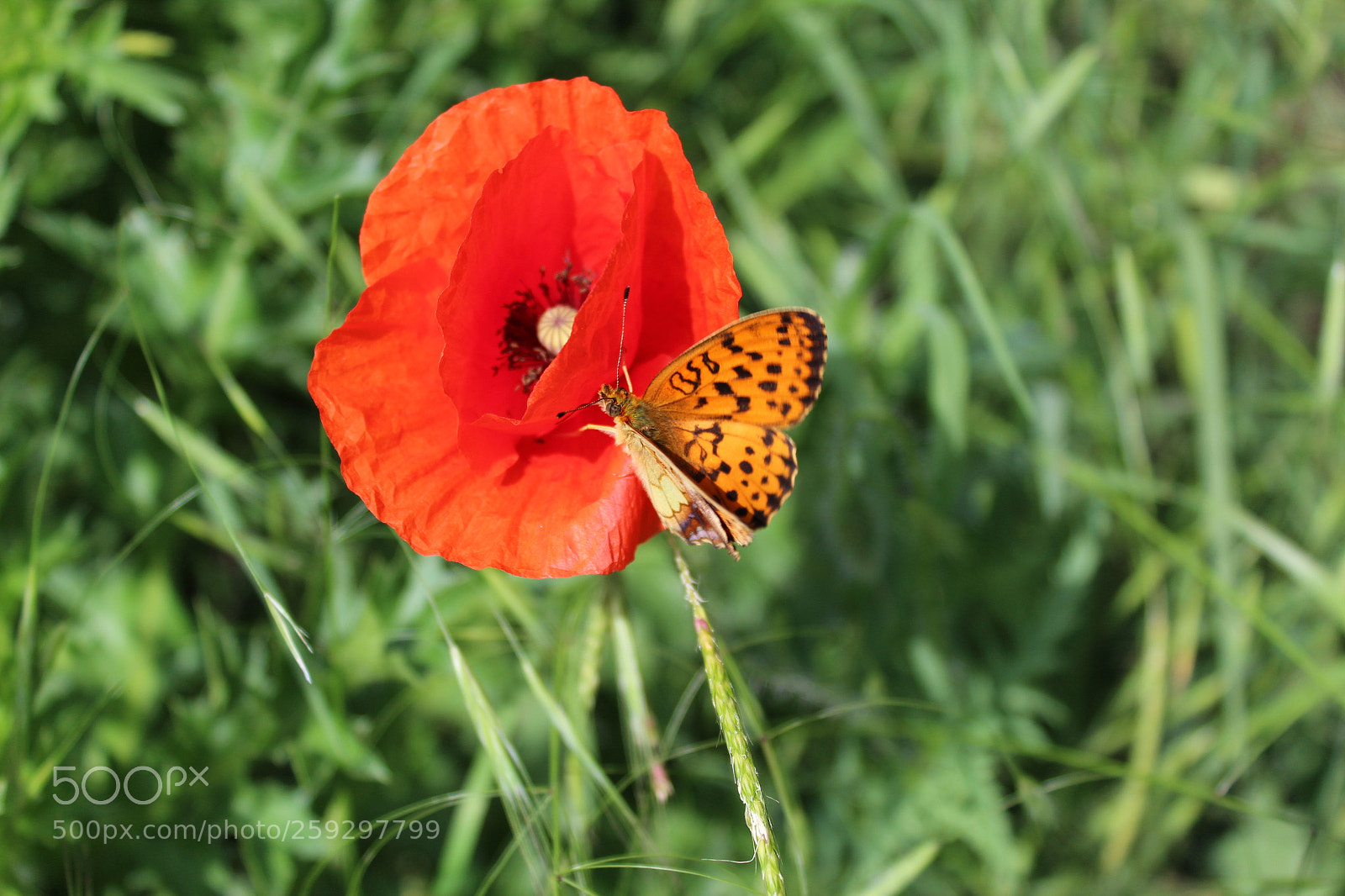 Canon EOS 1300D (EOS Rebel T6 / EOS Kiss X80) sample photo. Butterfly on flower photography