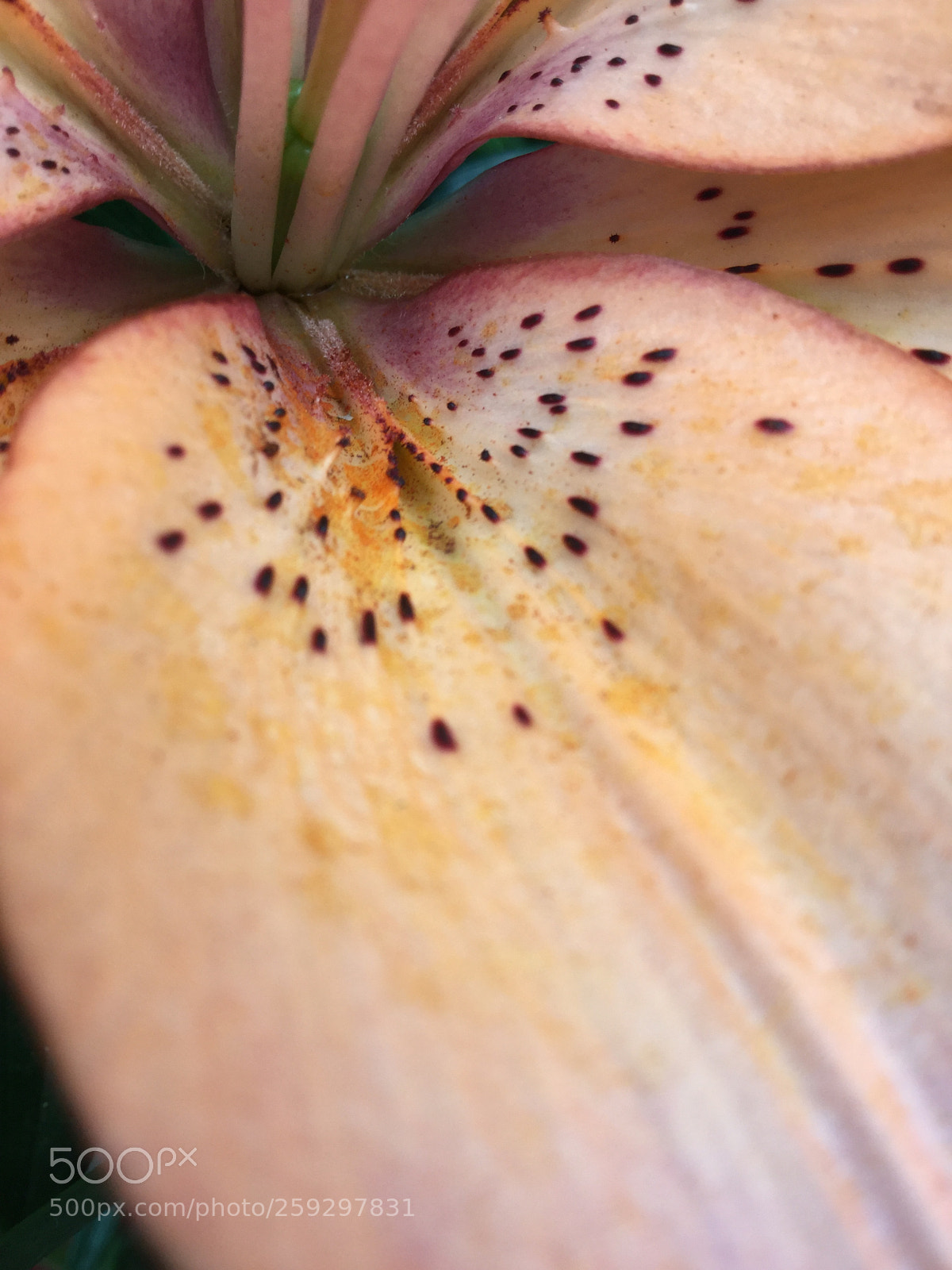 Apple iPod touch sample photo. Flower photography