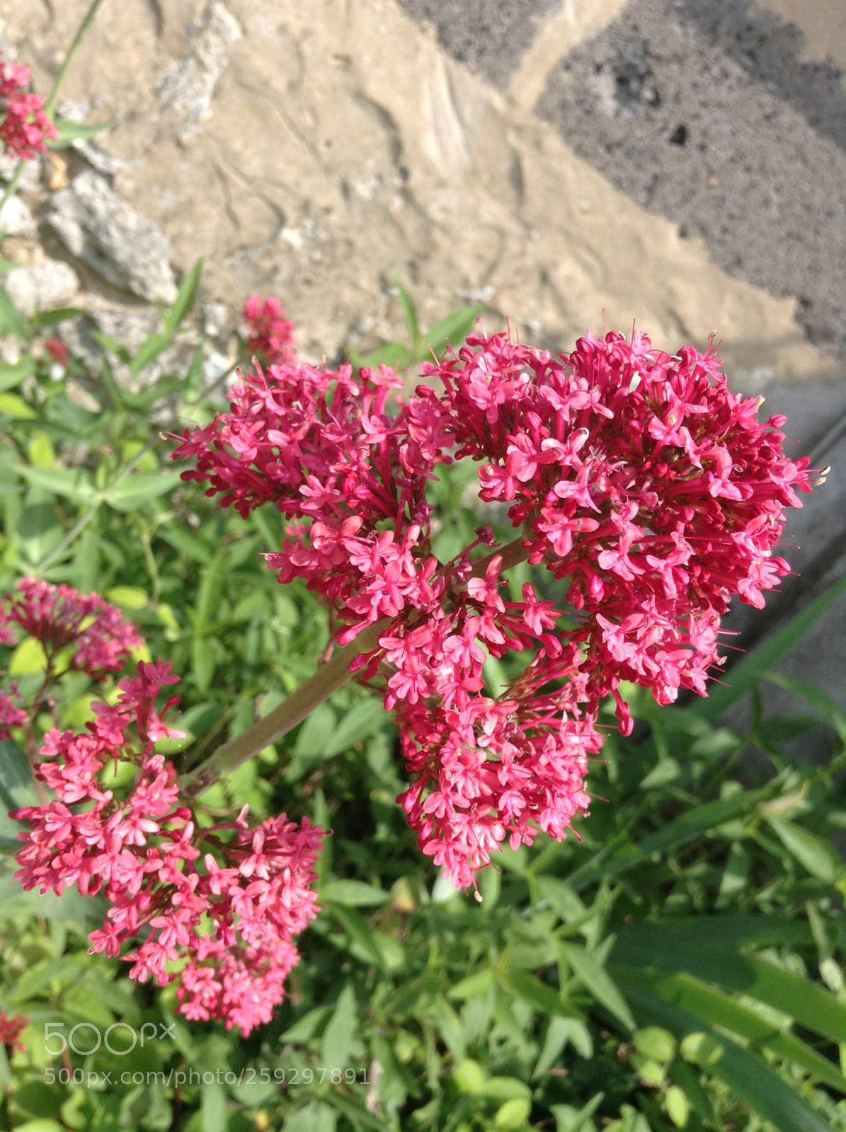 Apple iPod touch sample photo. Flower  photography