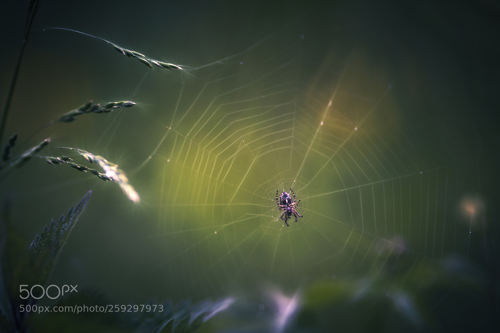 Nikon D7200 sample photo. Spider on the web photography