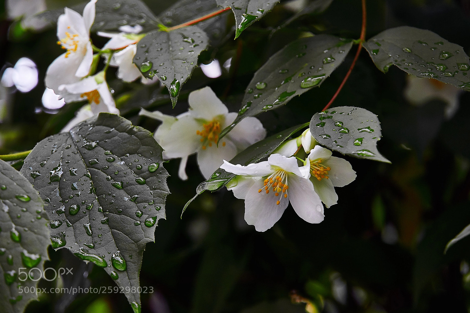 Sony a6500 sample photo. Black leaves photography