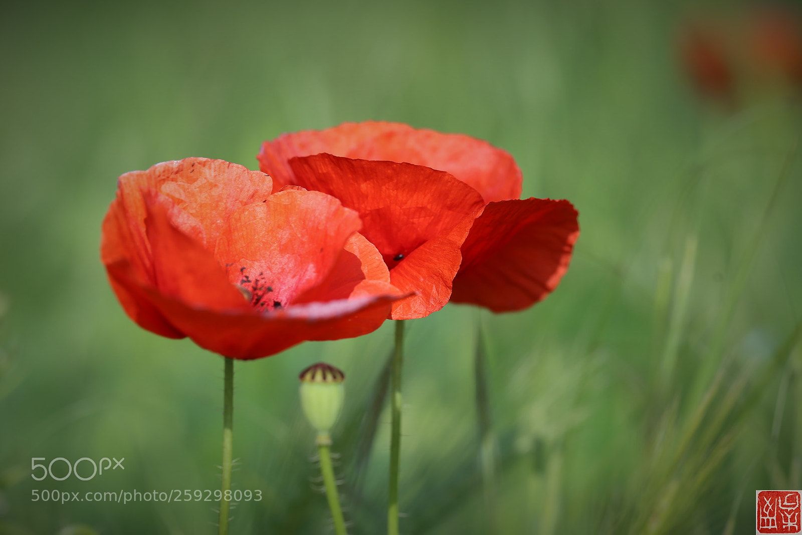 Canon EOS 6D sample photo. Coppia papaveri photography