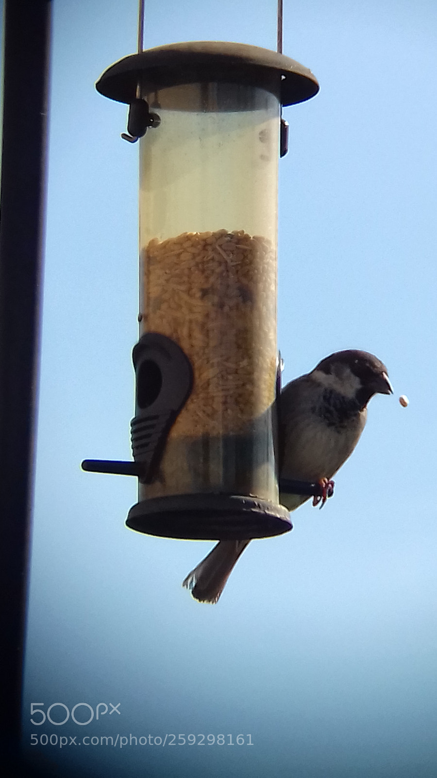 Samsung Galaxy J3(2016) sample photo. Sparrow eating seed photography