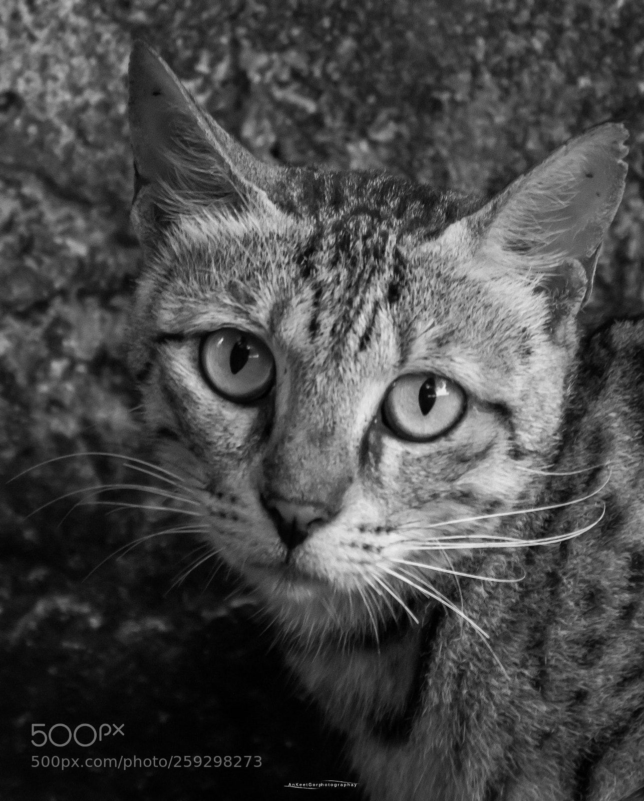 Nikon D3200 sample photo. Meow! photography