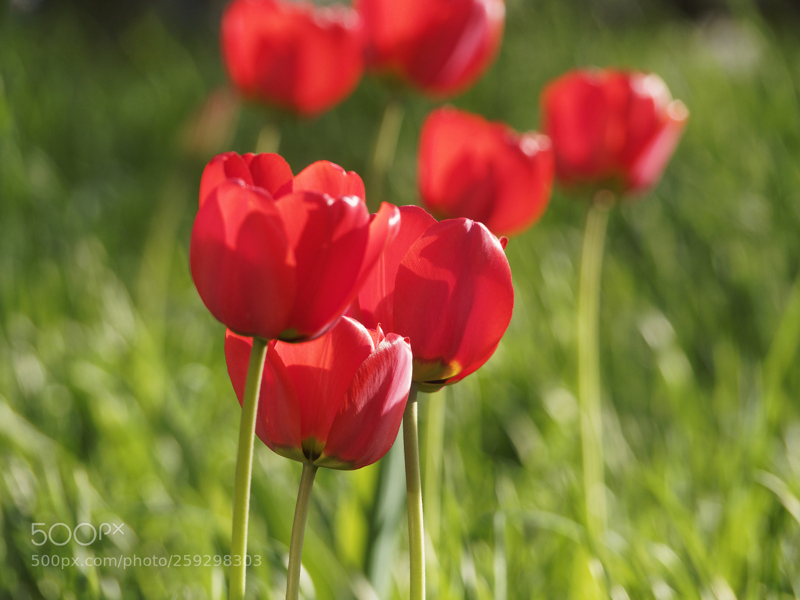 Olympus OM-D E-M5 II sample photo. Tulips photography