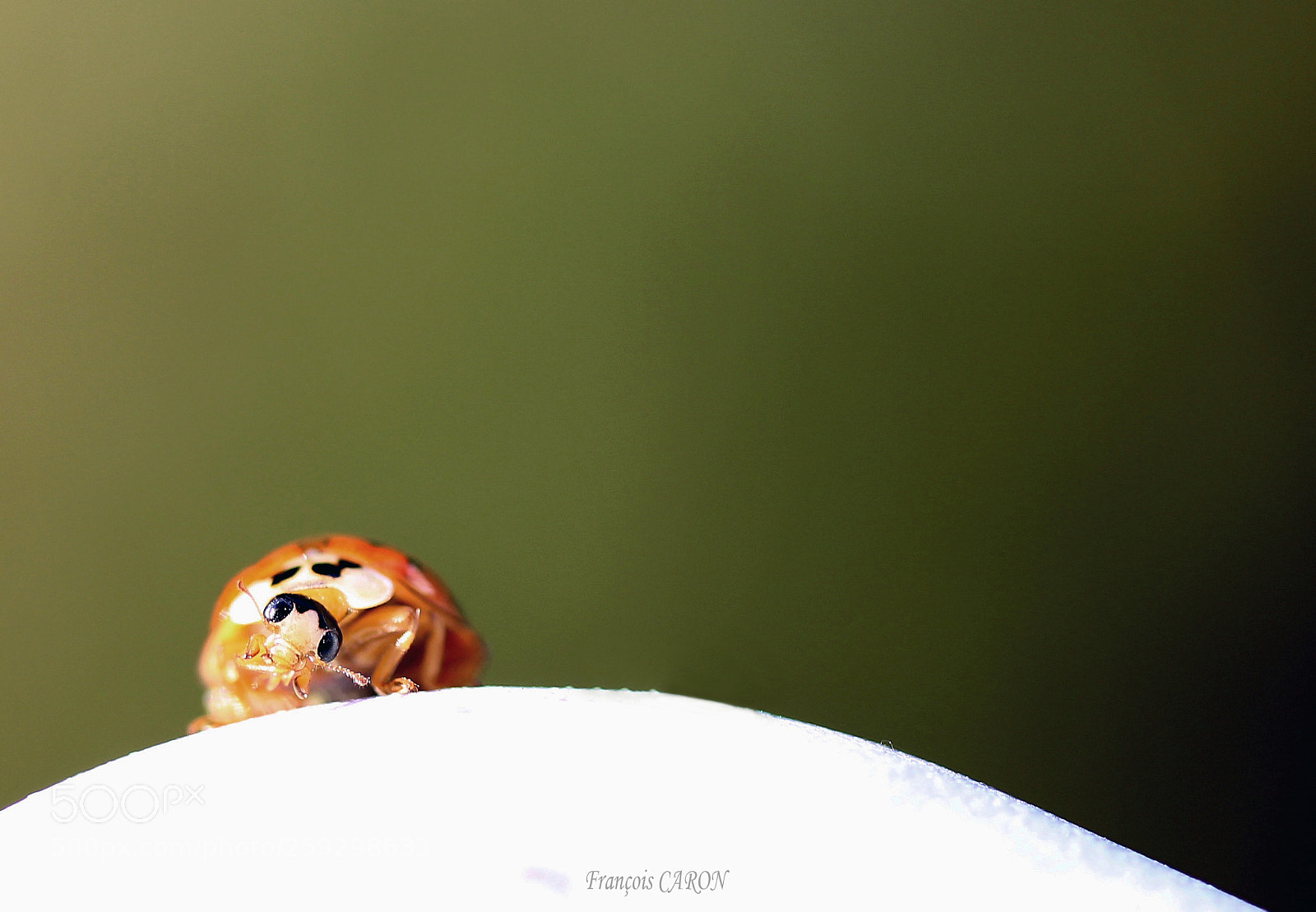 Canon EOS 600D (Rebel EOS T3i / EOS Kiss X5) sample photo. Etonnée photography