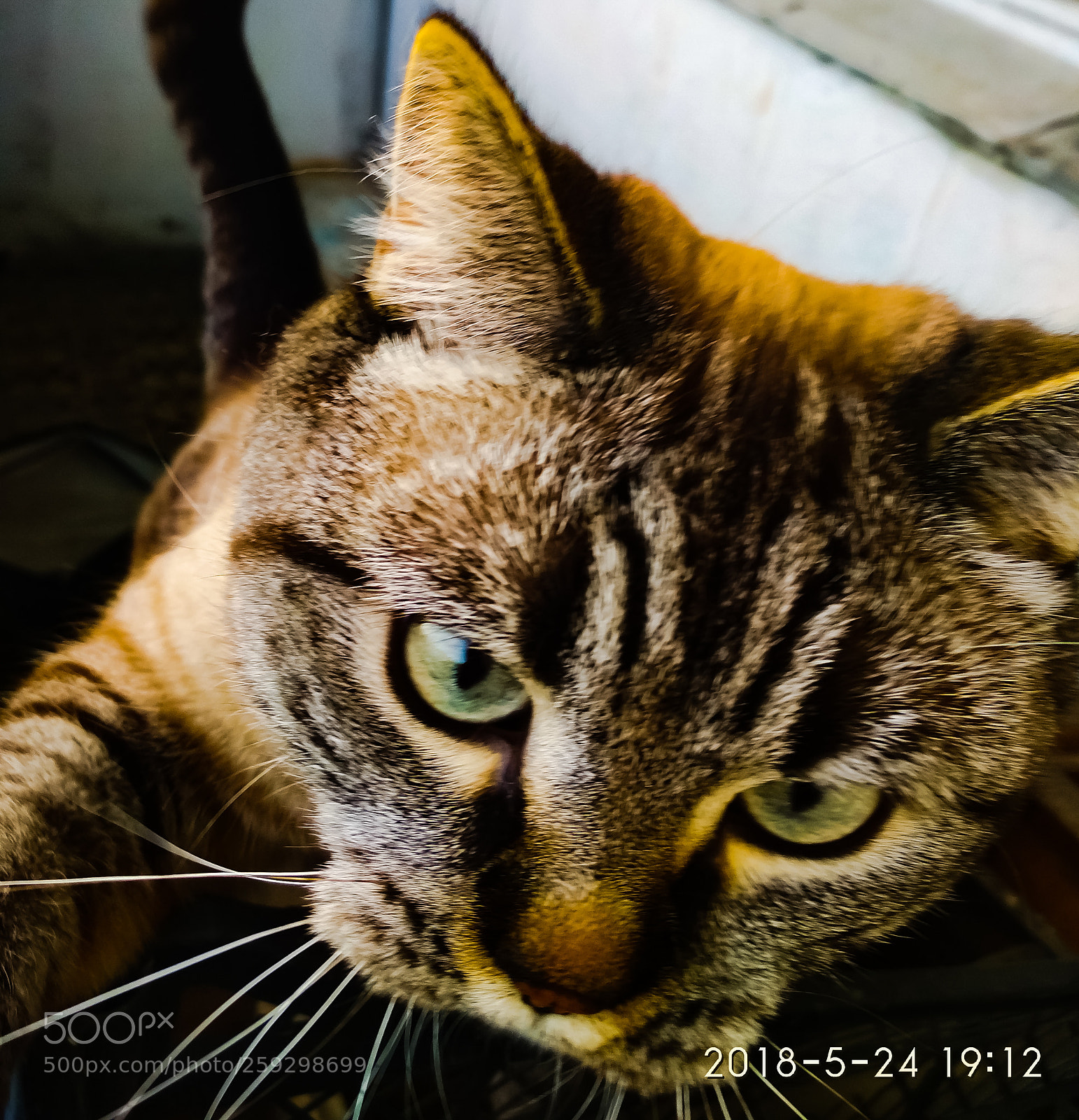 Xiaomi Redmi 4X sample photo. Cat neighbor photography