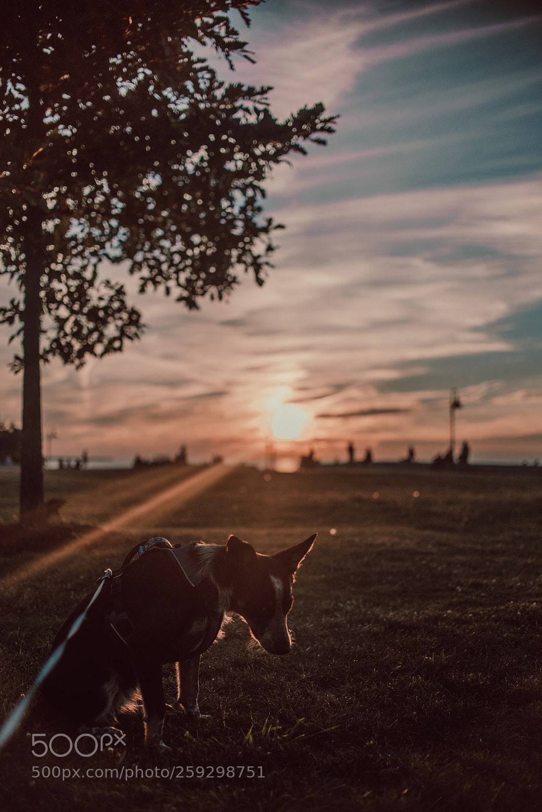 Nikon D750 sample photo. Sunset puppy photography