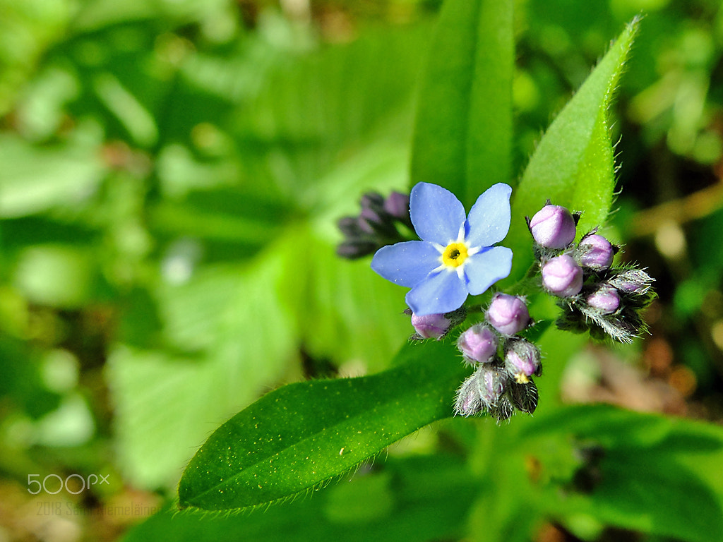 Fujifilm X20 sample photo. Wild flowers - finland photography