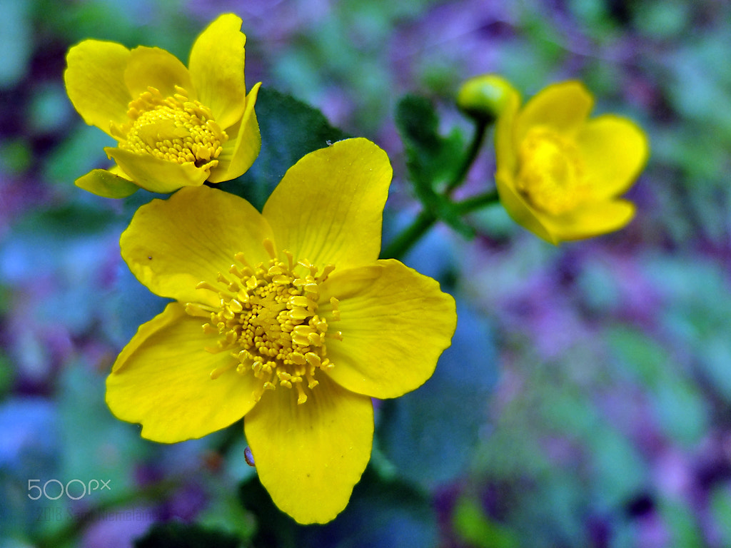Fujifilm X20 sample photo. Wild flowers - finland photography