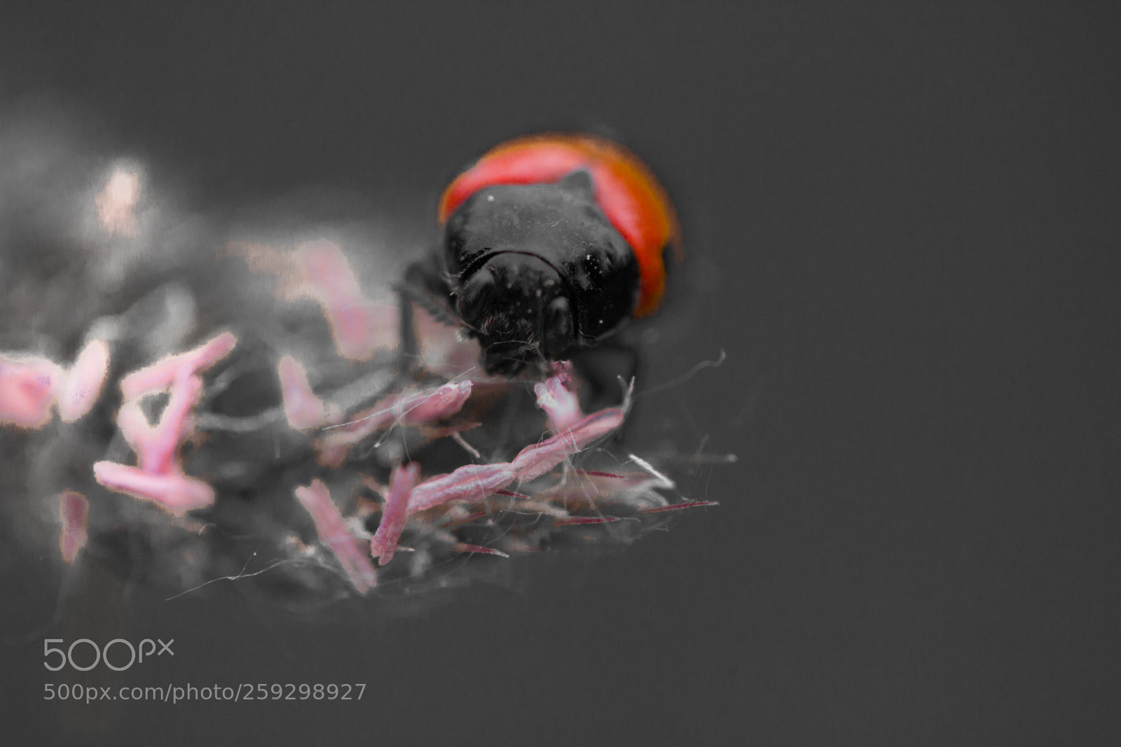 Canon EOS 600D (Rebel EOS T3i / EOS Kiss X5) sample photo. Red beetle photography