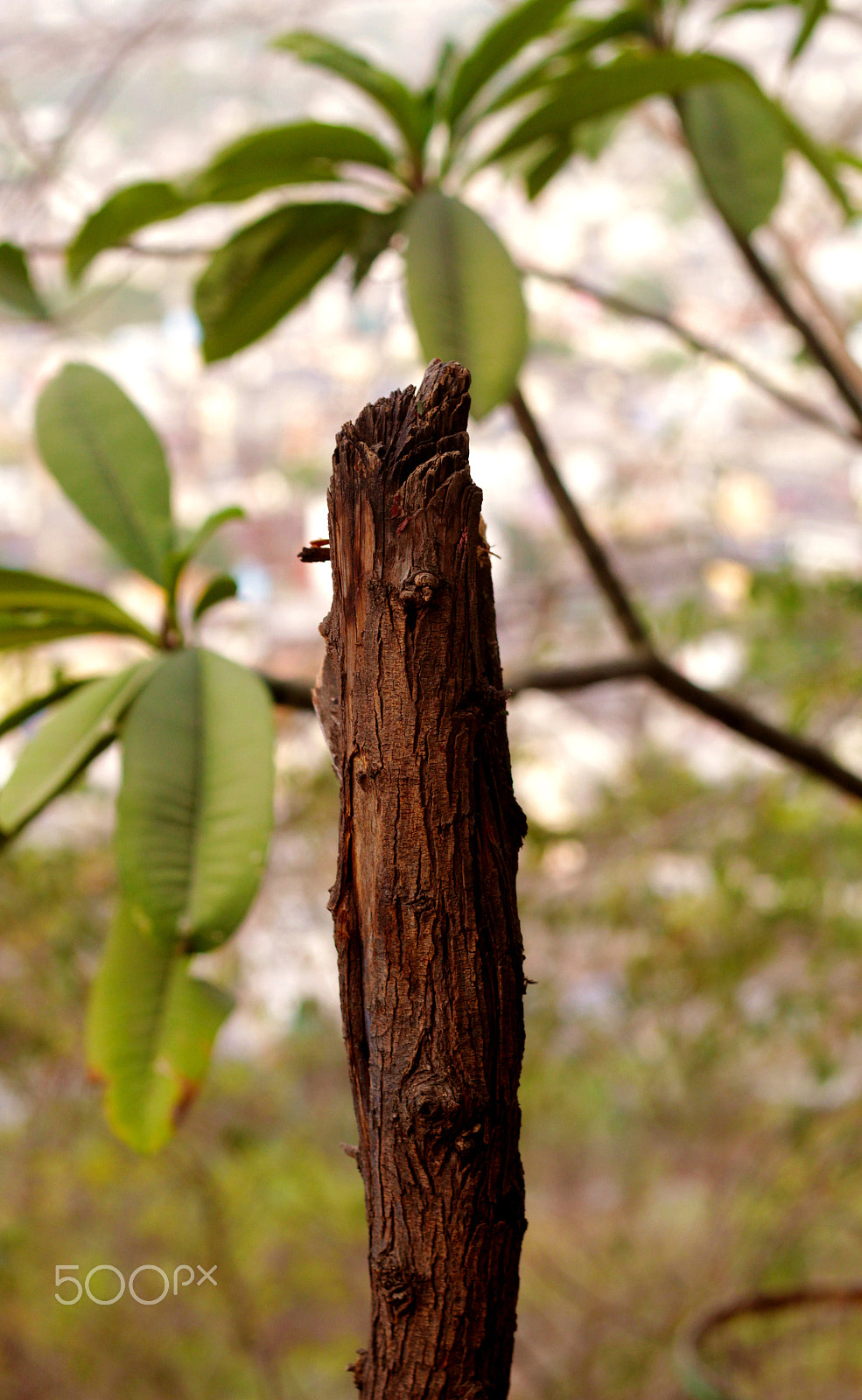 Canon EOS 4000D (EOS Rebel T100 / EOS 3000D) sample photo. Dry and dead tree stump with green leaves in the background photography