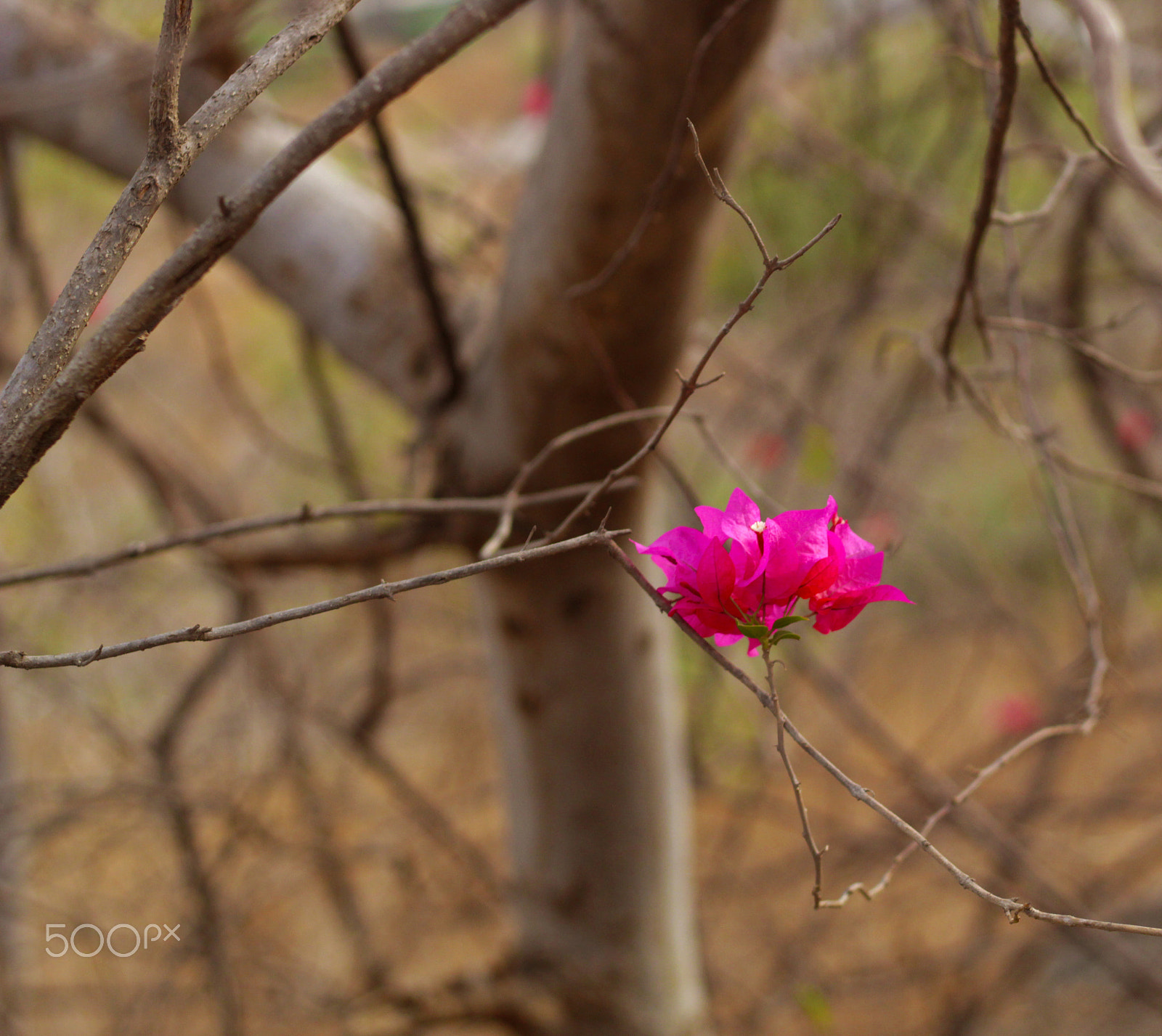 Canon EOS 4000D (EOS Rebel T100 / EOS 3000D) sample photo. Beautiful pink flower among dry branches photography