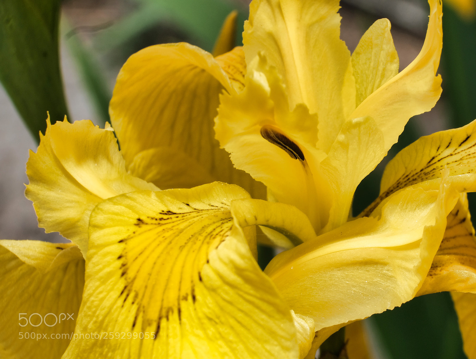 Fujifilm X-Pro2 sample photo. Flower photography