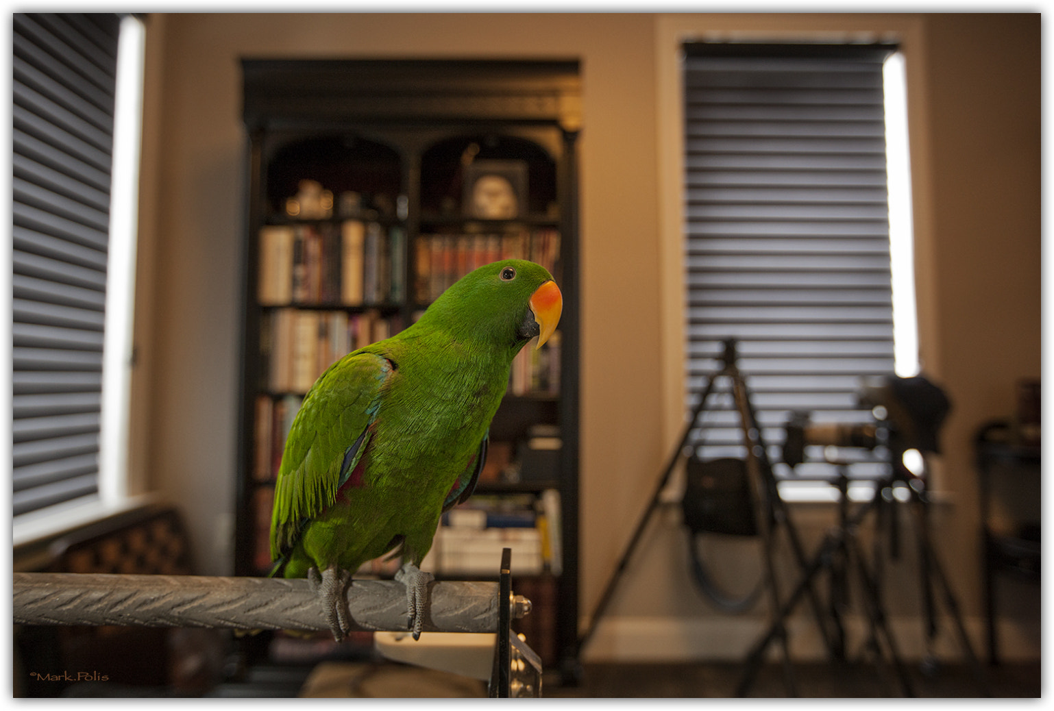 Canon EOS-1Ds Mark III sample photo. Mister hobbs the eclectus photography
