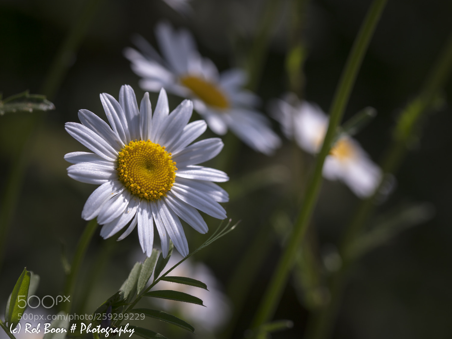 Canon EOS 5DS sample photo. Daisy 3 photography