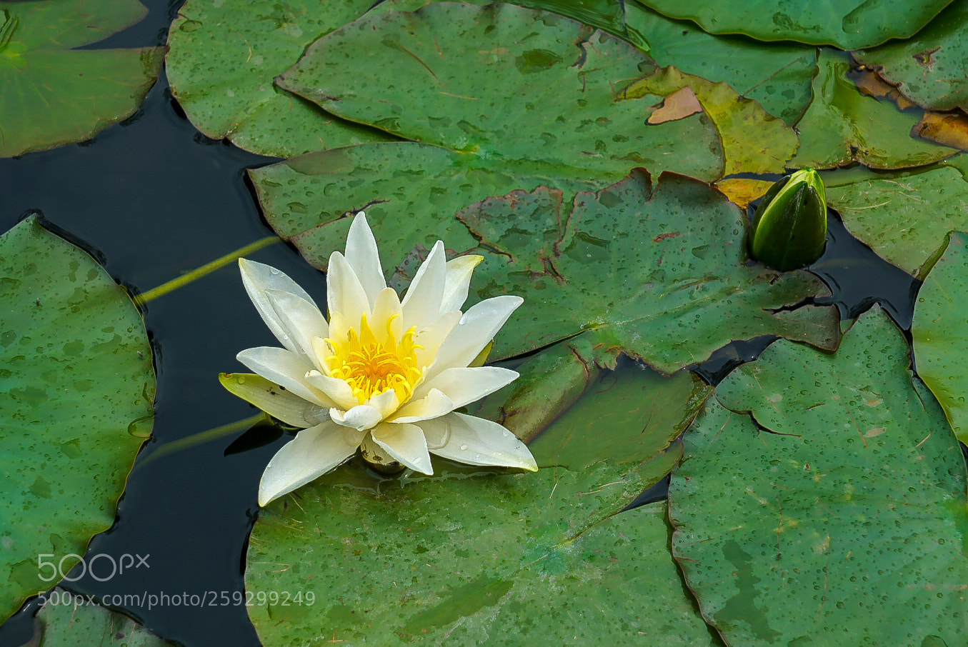 Sony a7R II sample photo. Water lily photography