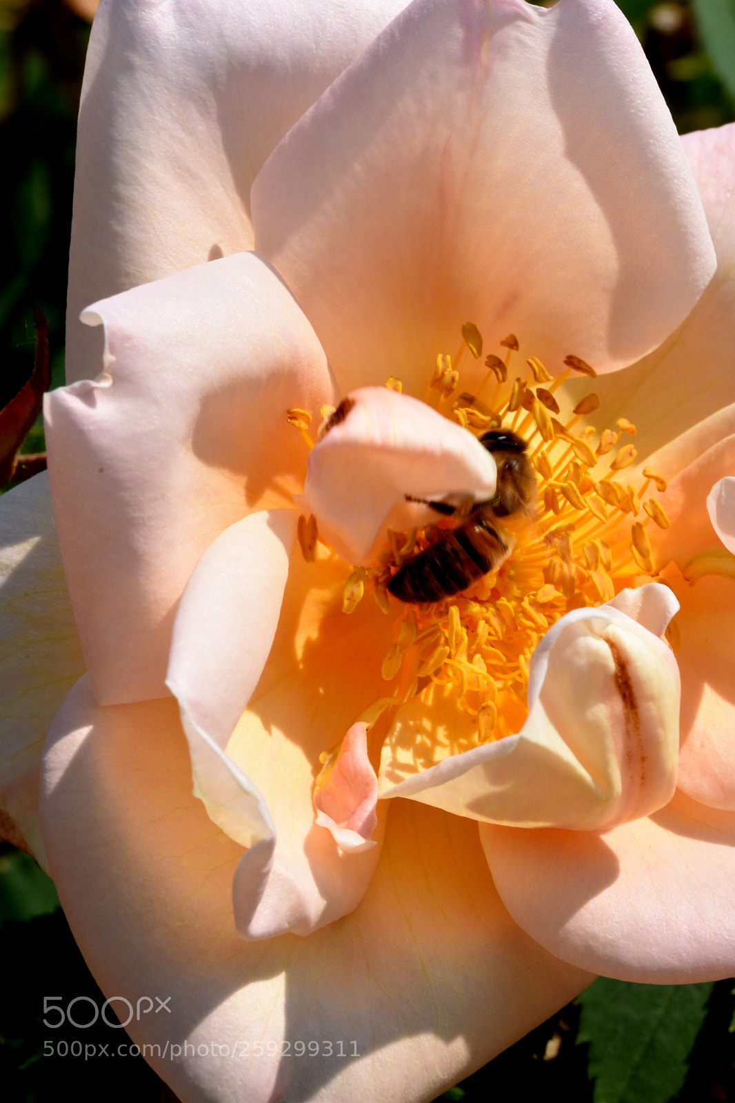 Nikon D7200 sample photo. Chateau flowers and bies photography